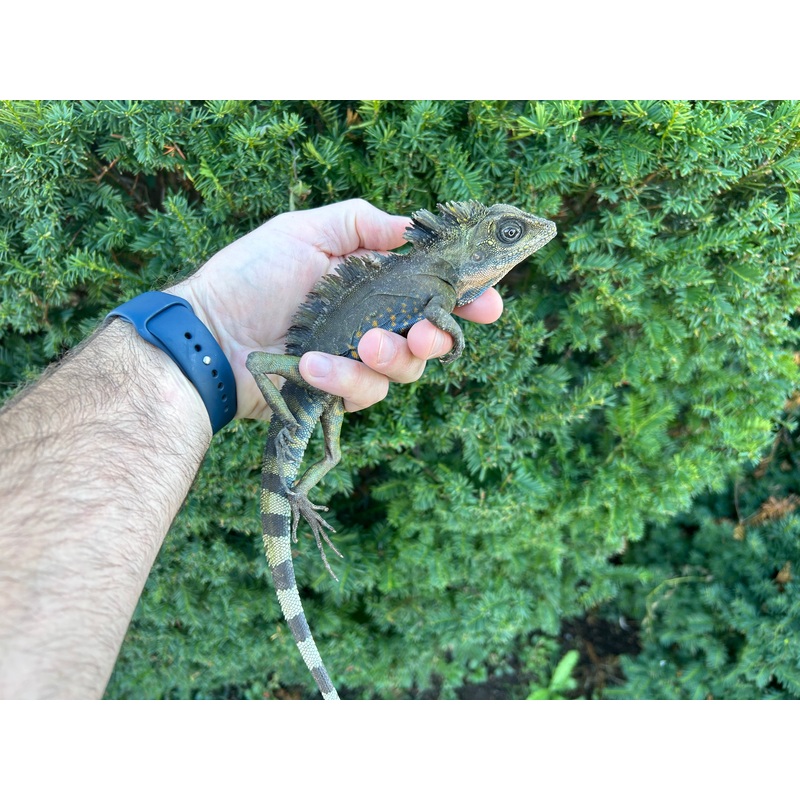 Adult Great Angle-Head Lizard (Male)