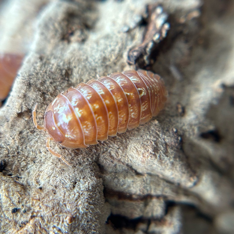 Armadillidium vulgare (orange vigor)