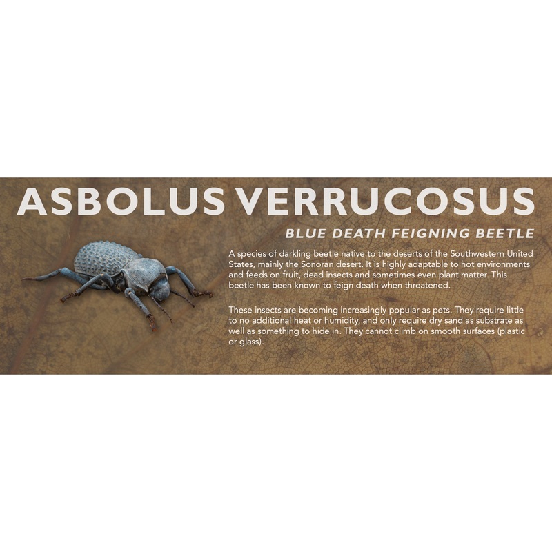 Asbolus verrucosus (Blue Death Feigning Beetle) – Beetle Label Standard Size 7″ x 2.5″