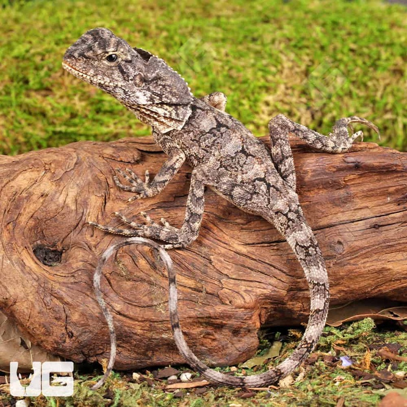 Baby Frilled Dragons For Sale