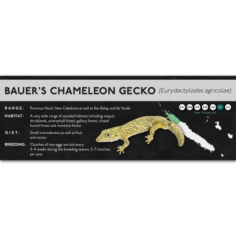 Bauer’s Chameleon Gecko (Eurydactylodes agricolae) – X Label Laminated Paper