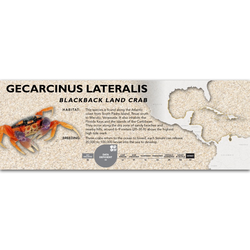 Blackback Land Crab (Gecarcinus lateralis) Classic Vivarium Label Standard Size 7″ x 2.5″