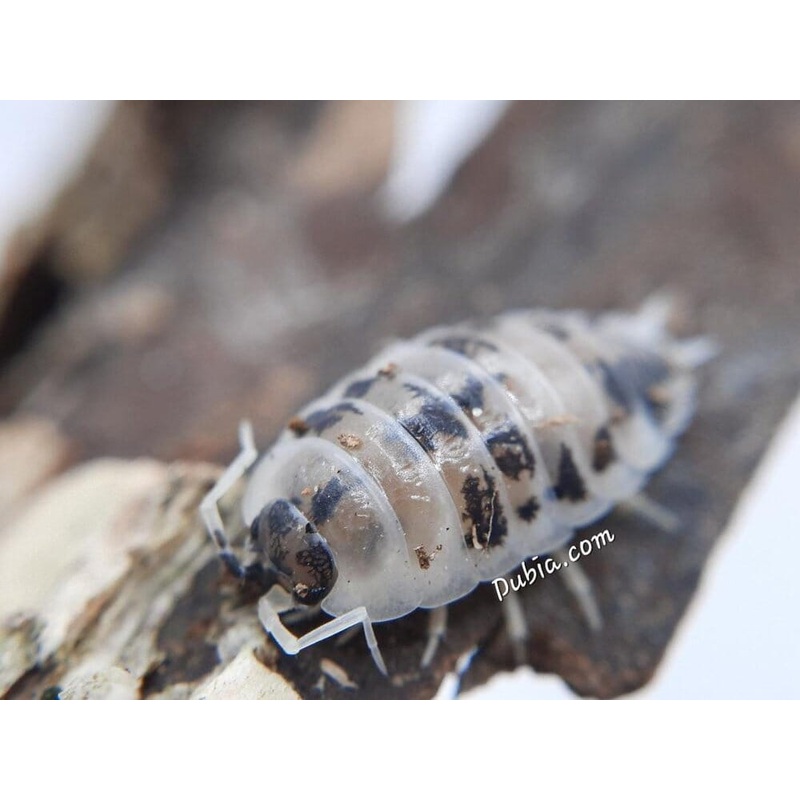 “Dairy Cow” Isopods (Porcellio laevis) 10ct