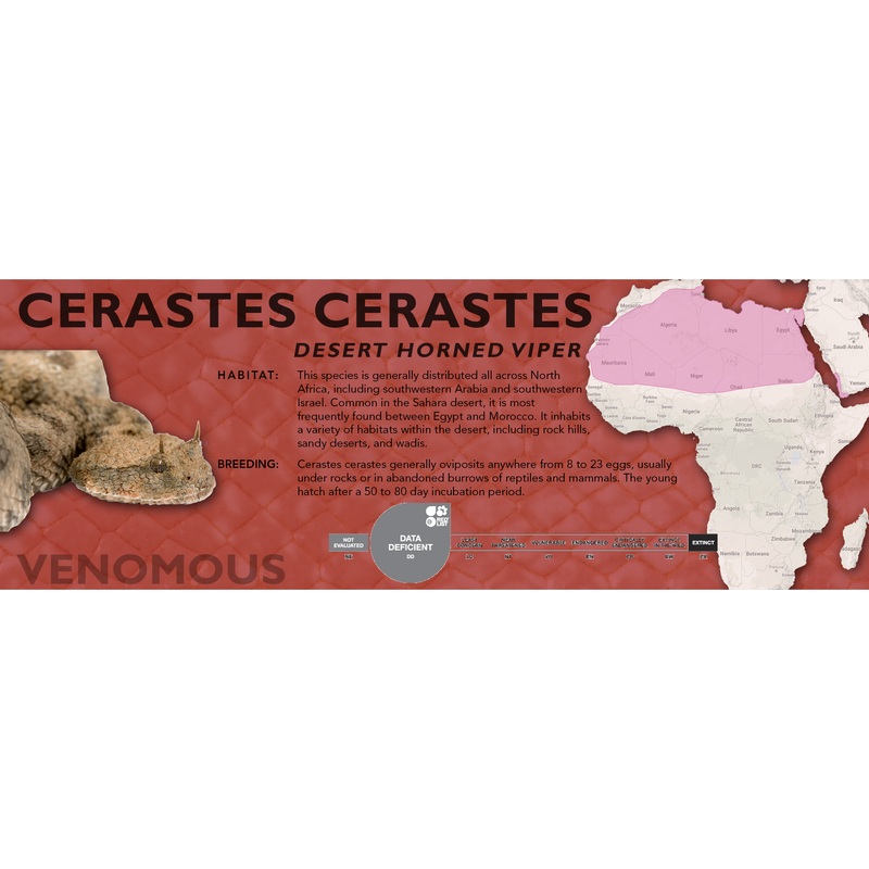 Desert Horned Viper (Cerastes cerastes) Classic Vivarium Label Original