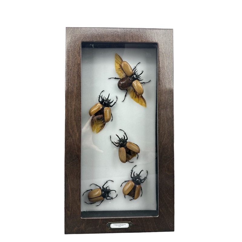 Five-Horned Rhino Beetle (Eupatorus gracilicornis) – 6×19″ Frame
