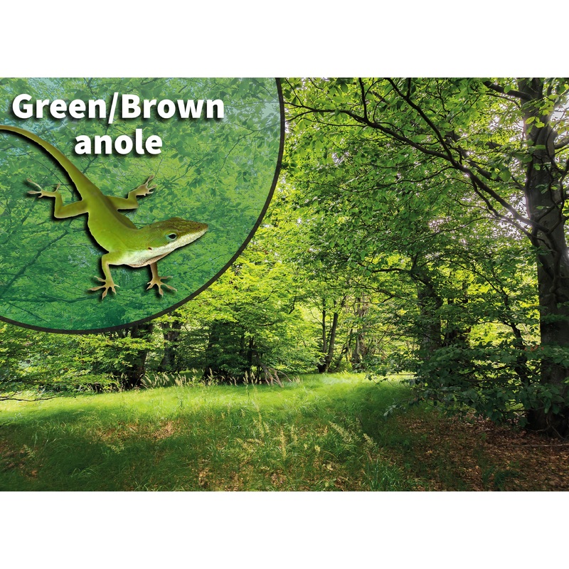 Green & Brown Anole (Anolis carolinensis & sagrei) Bioactive Vivarium Kit 20 Gallon High