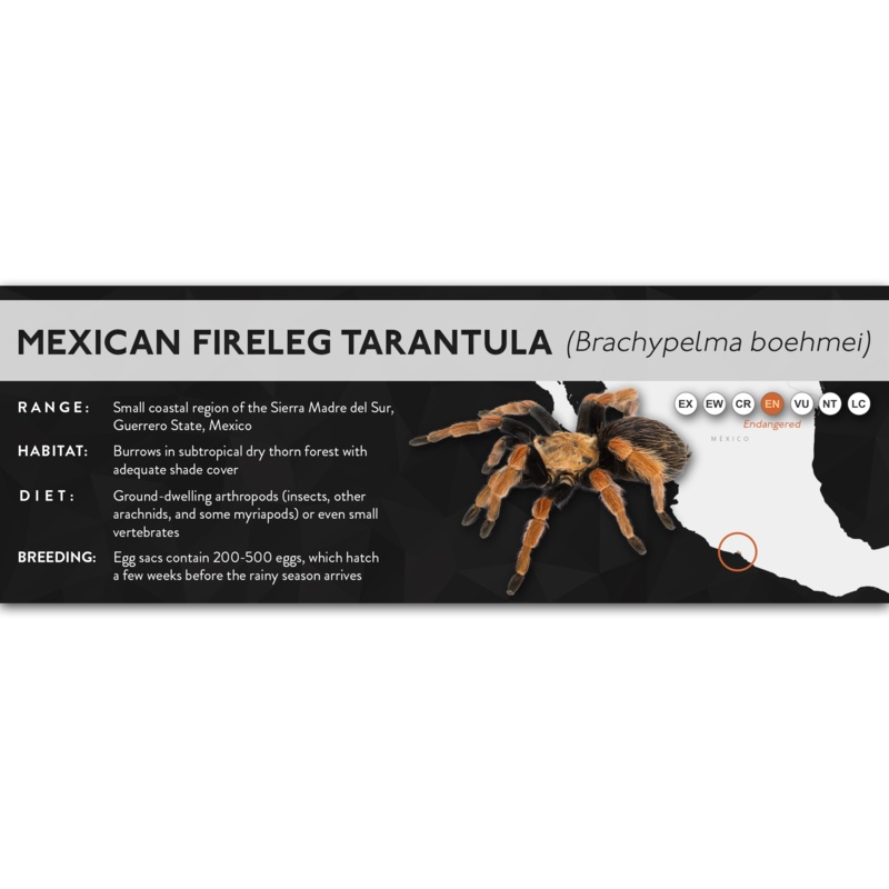 Mexican Fireleg Tarantula (Brachypelma boehmei) – X Label Regular Size (7″ x 2.5″) Laminated Paper
