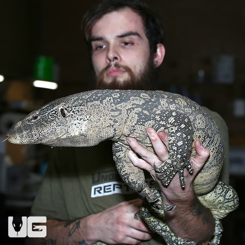 Nile Monitor For Sale