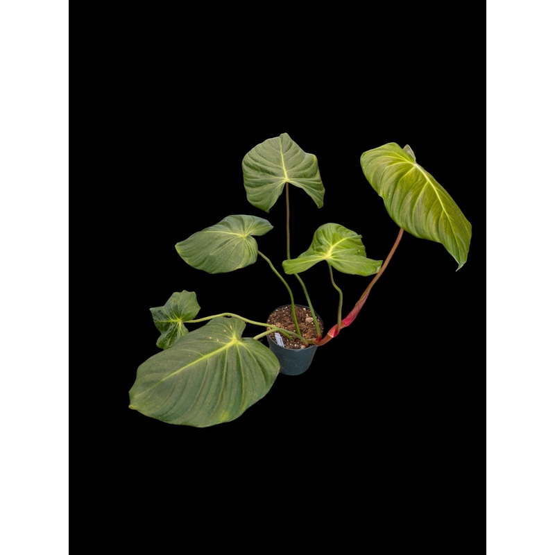 Philodendron Celebration