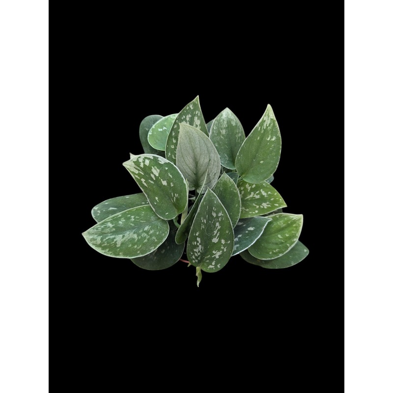 Scindapsus Pictus 4″ Pot