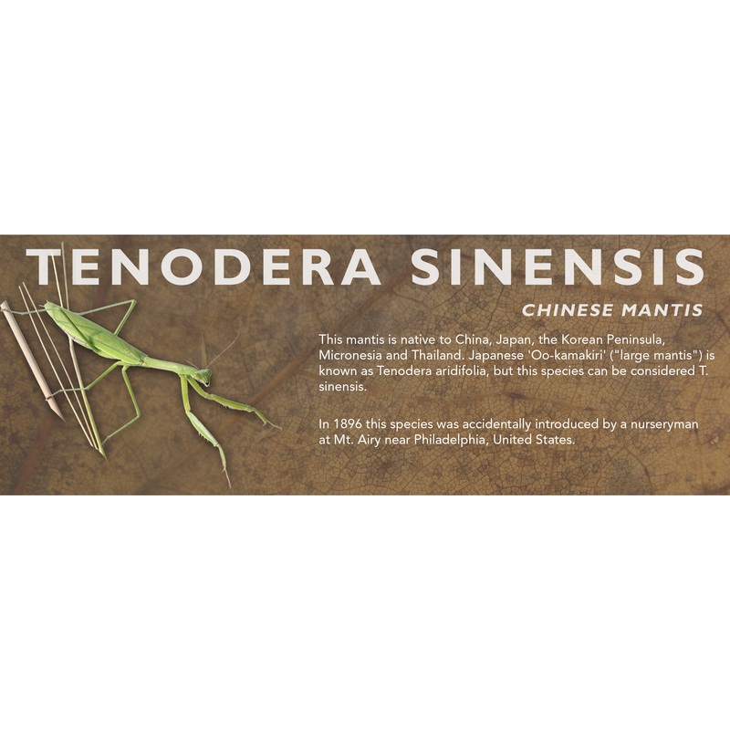 Tenodera sinensis (Chinese Mantis) – Mantis Label Standard Size 7″ x 2.5″