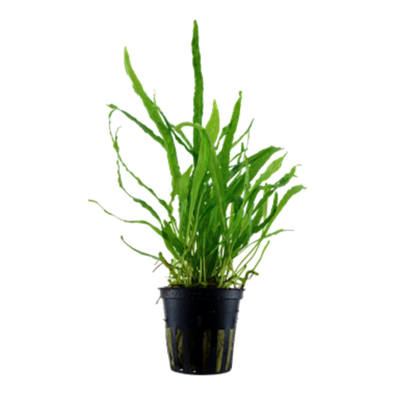 Tropica Microsorum pteropus ‘Narrow’