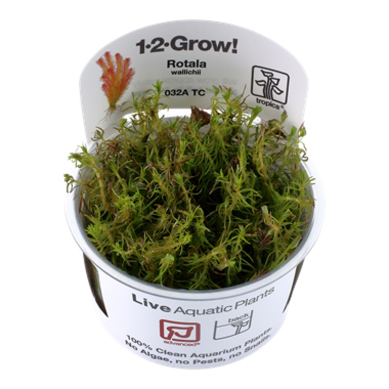 Tropica Rotala wallichii -1-2-Grow