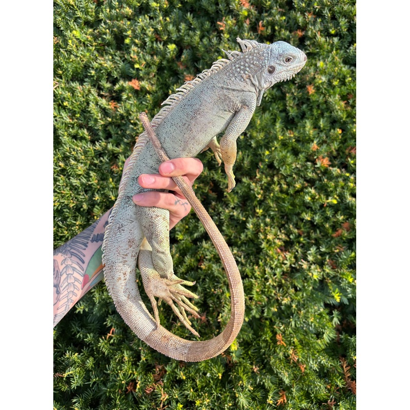 Adult Blue Iguana (Male)