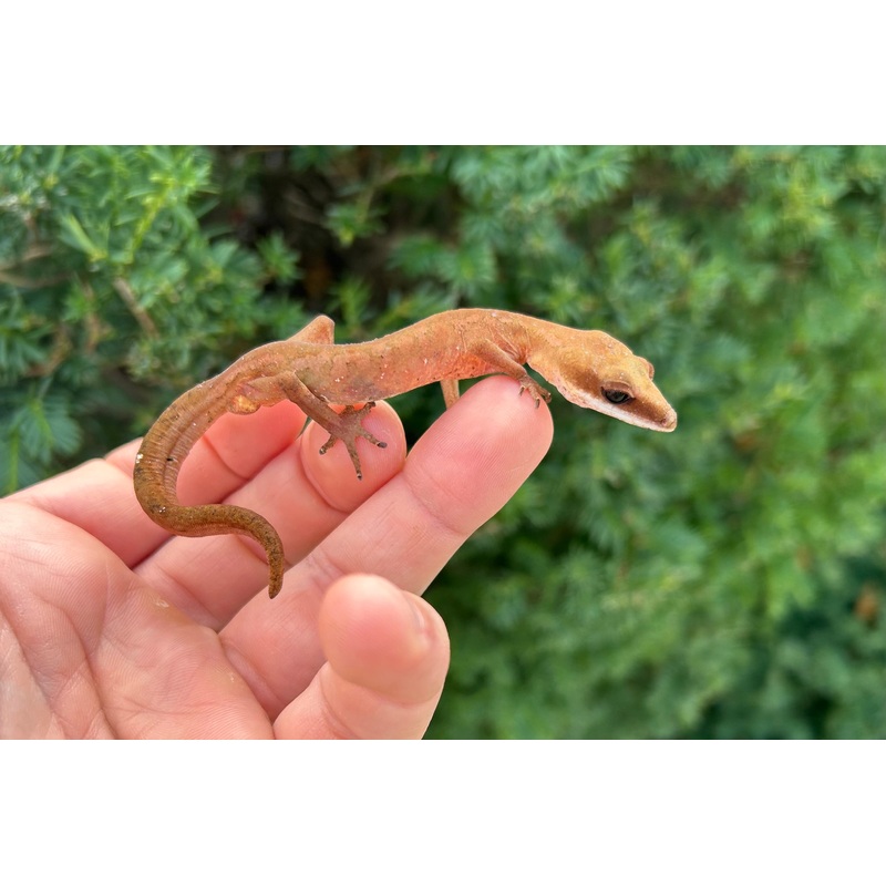 Adult Malaysian Cat Eyed Gecko (Male 1)