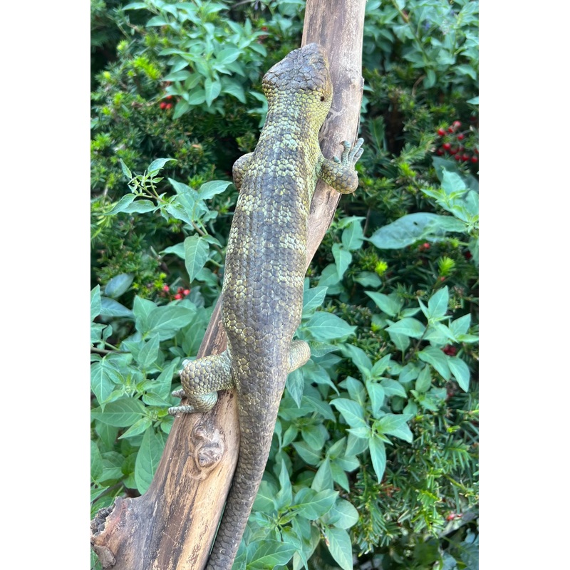 Adult Monkey-Tailed Skink (Male 1)
