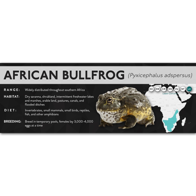 African Bullfrog (Pyxicephalus adspersus) – X Label Laminated Paper