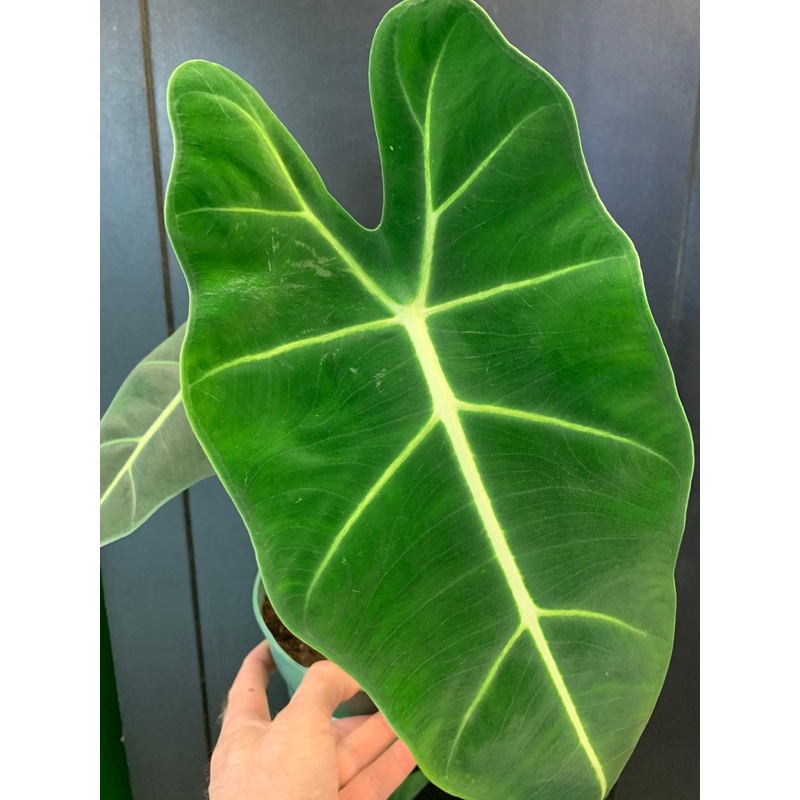 Alocasia Frydek 4″ Pot