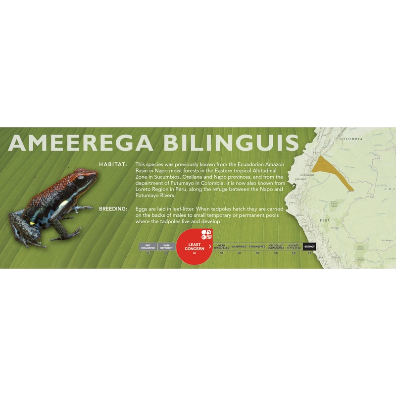 Ameerega bilinguis – Classic Vivarium Label