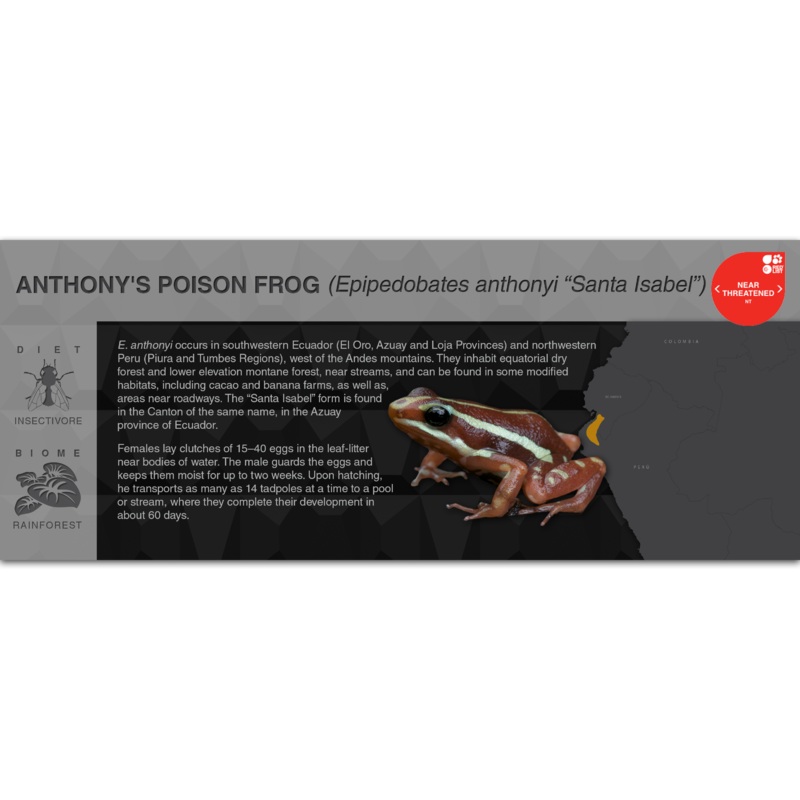 Anthony’s Poison Frog (Epipedobates anthonyi) – Black Series Vivarium Label Santa Isabel Black