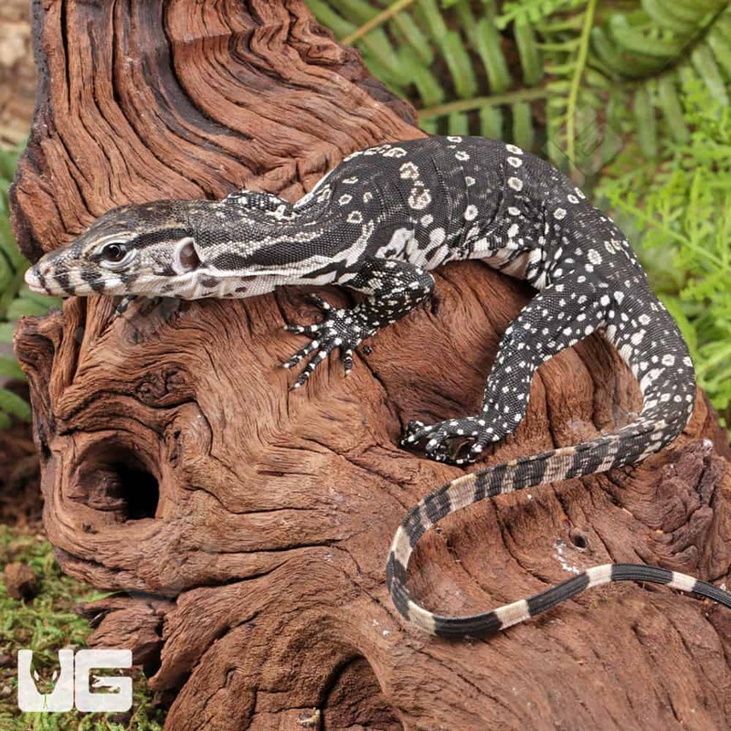 Baby Axanthic Water Monitors For Sale