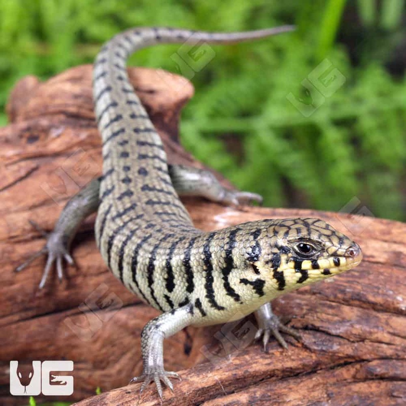 Baby Kenyan Zebra Skink (Trachylepis dichroma) For Sale
