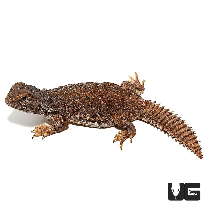 Baby Morroccan Uromastyxs For Sale