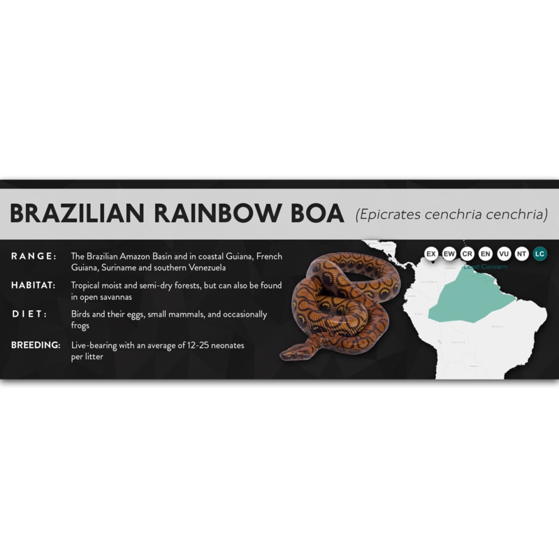 Brazilian Rainbow Boa (Epicrates cenchria cenchria) – X Label Laminated Paper