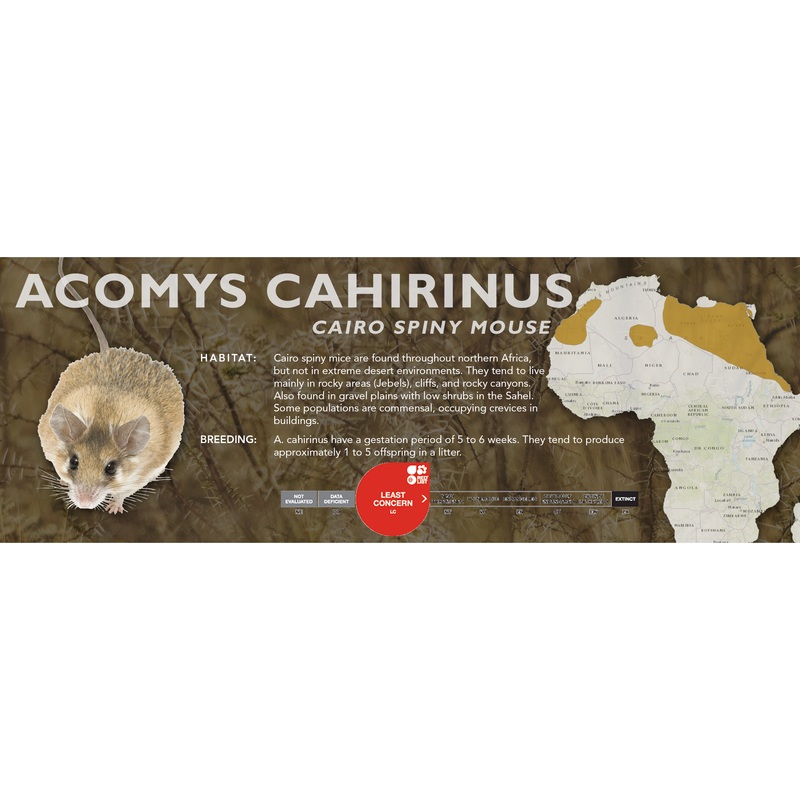 Cairo Spiny Mouse (Acomys cahirinus) – Classic Vivarium Label
