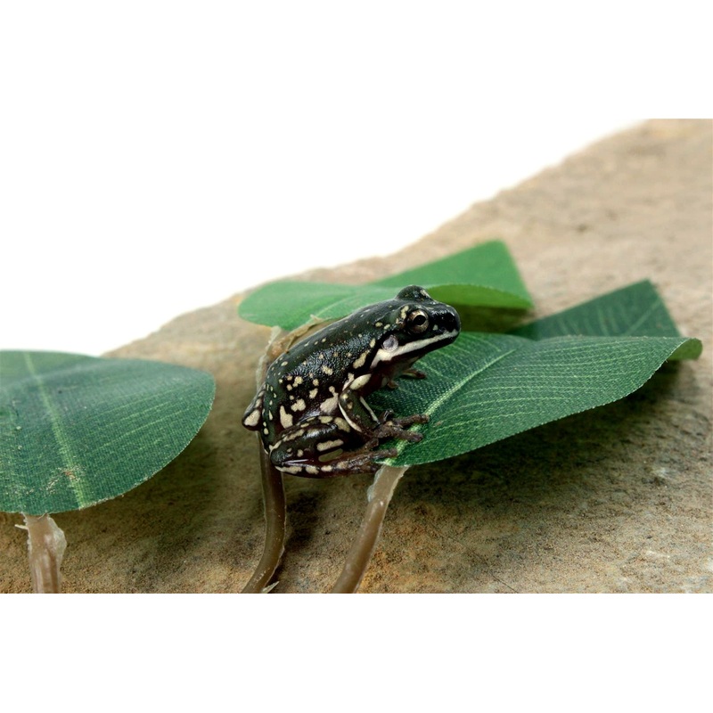 CB Baby Super Snowflake White’s Tree Frog