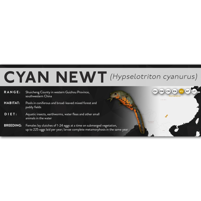 Cyan Newt (Hypselotriton cyanurus) – X Label Laminated Paper