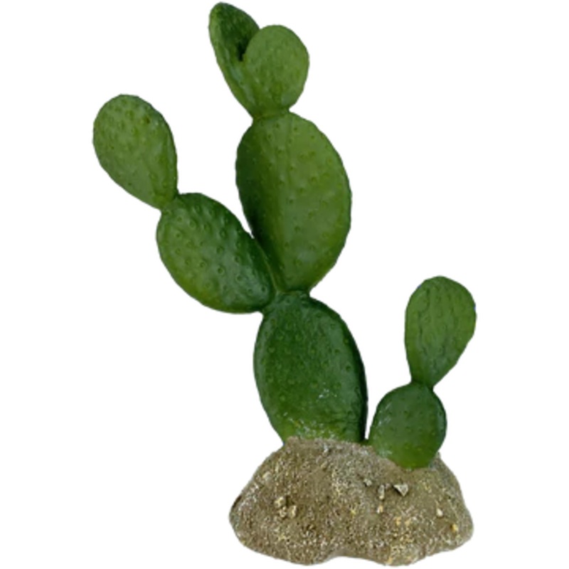 Komodo Prickly Pear Cactus 6.3″