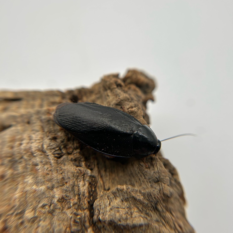 Shadow Roaches
