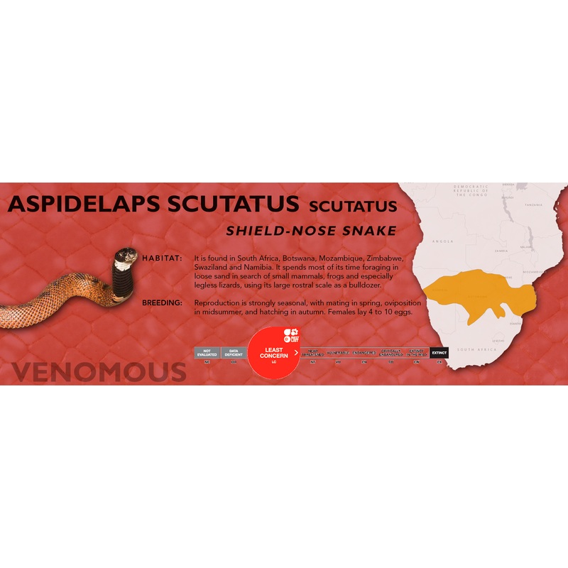 Shield-Nose Snake (Aspidelaps scutatus scutatus) Classic Vivarium Label Original