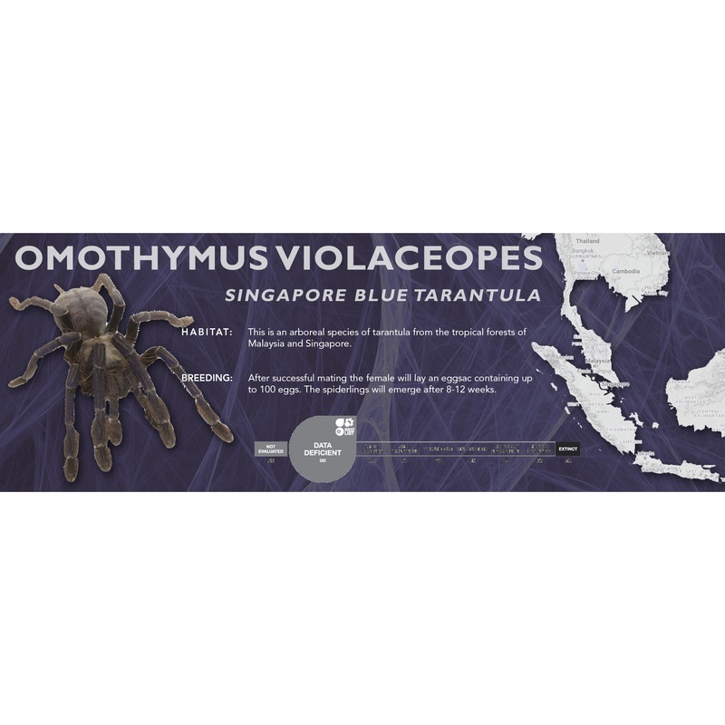 Singapore Blue Tarantula (Omothymus violaceopes) – Classic Vivarium Label