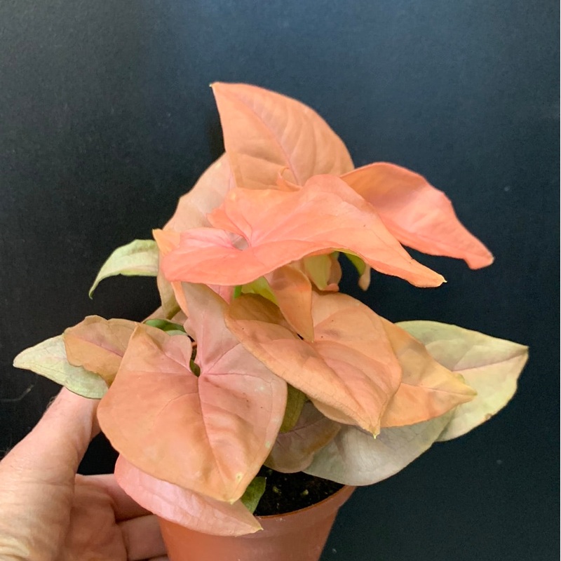 Syngonium Coral 4″
