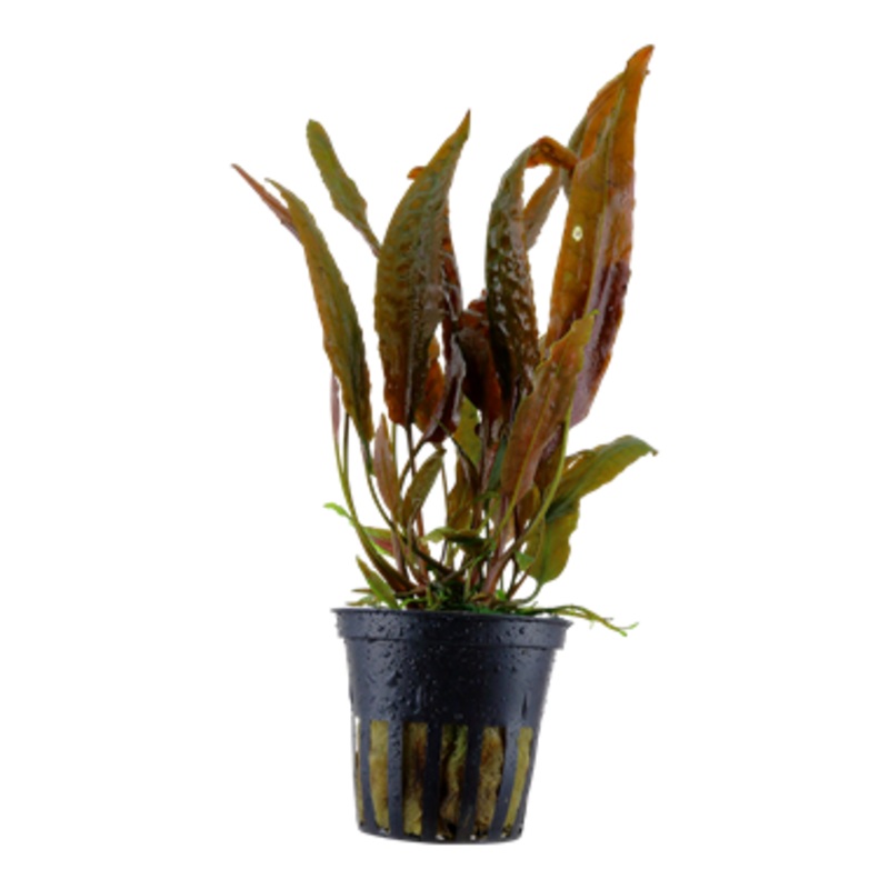 Tropica Cryptocoryne usteriana