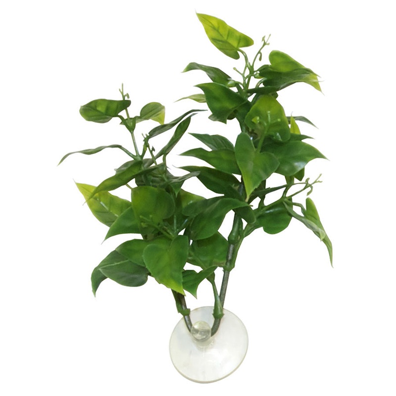 ZM Betta Plant Philo BP-20
