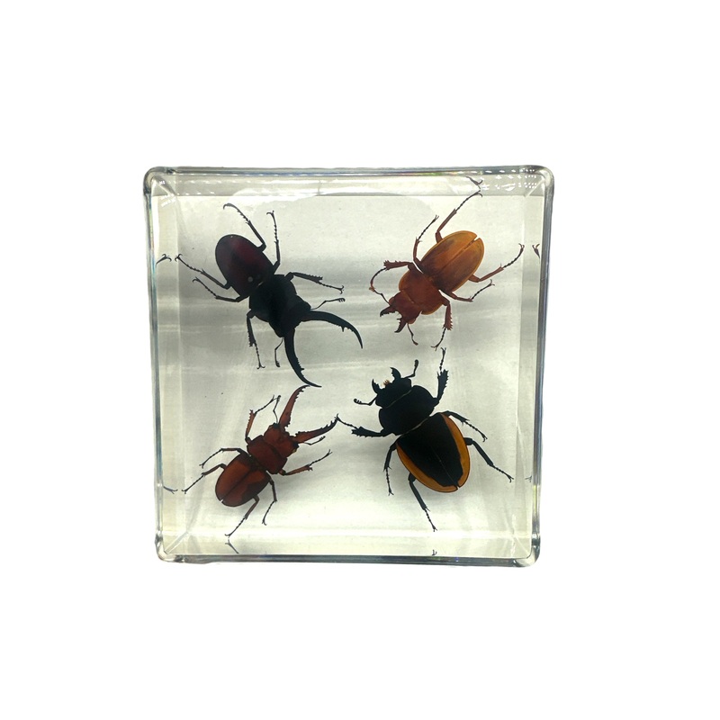 4 Stag Beetles – Specimen In Resin