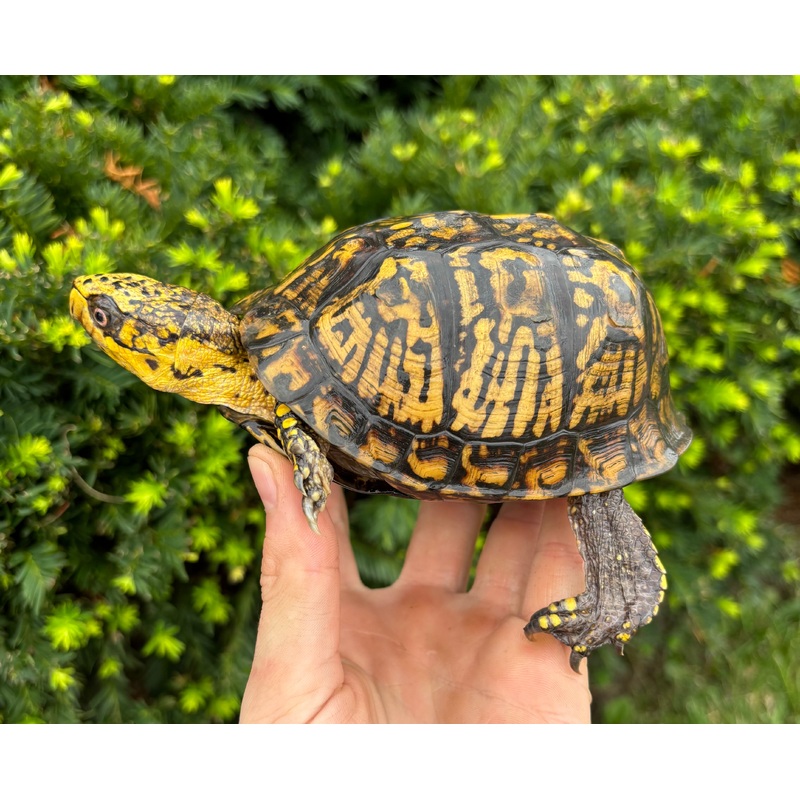 Adult High-Yellow Eastern Box Turtle (Male)