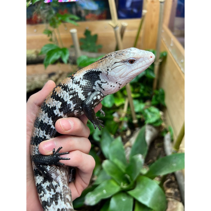Adult Indonesian Blue Tongue Skink (3)