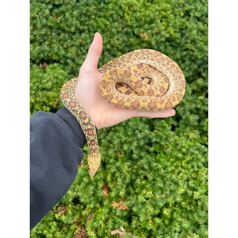 Adult Red Bullsnake (Male)