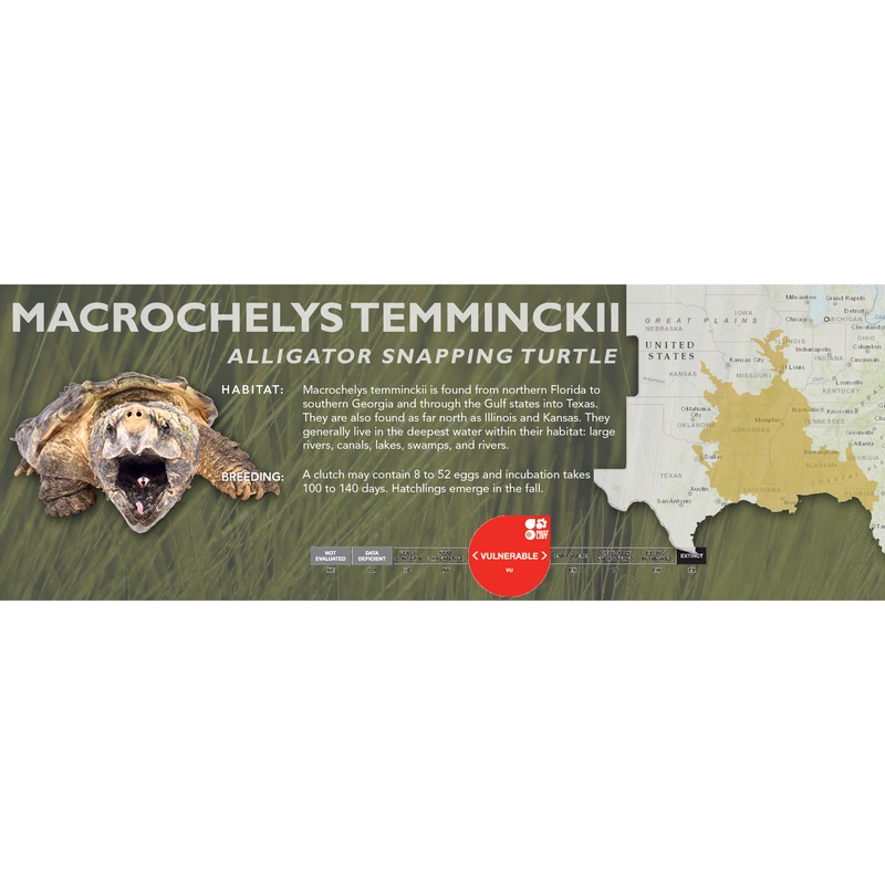 Alligator Snapping Turtle (Macrochelys temminckii) – Classic Vivarium Label