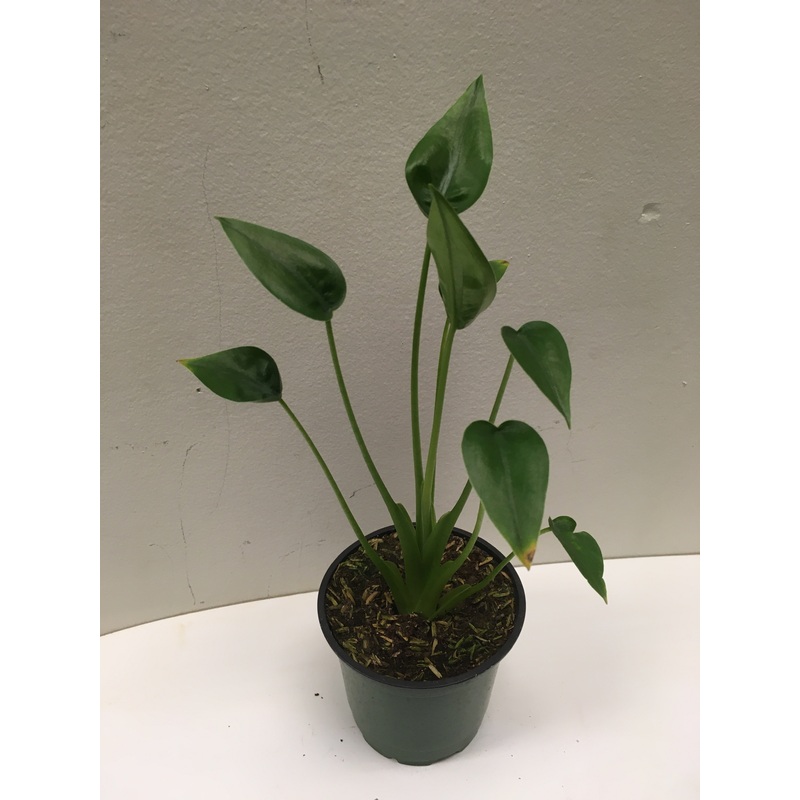 Alocasia Tiny Dancer