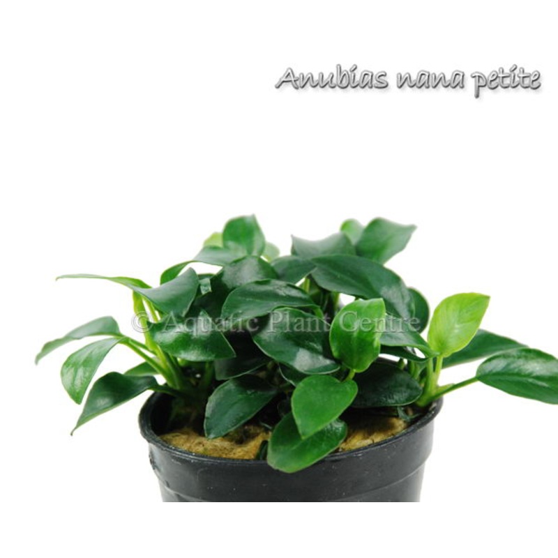 Anubias barteri var. nana Petite – Potted