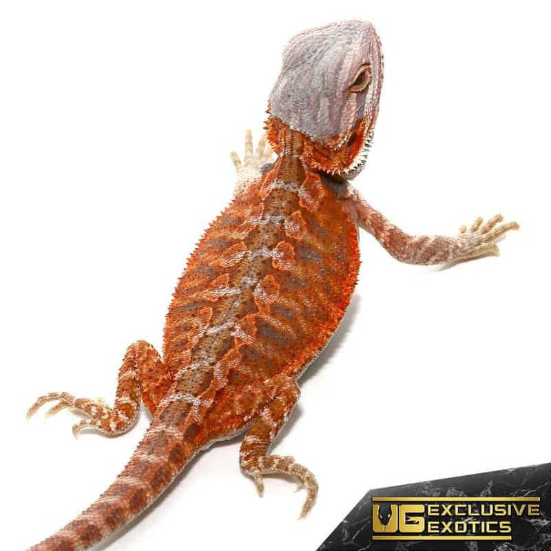 Baby Hypo Flame Bearded Dragon For Sale