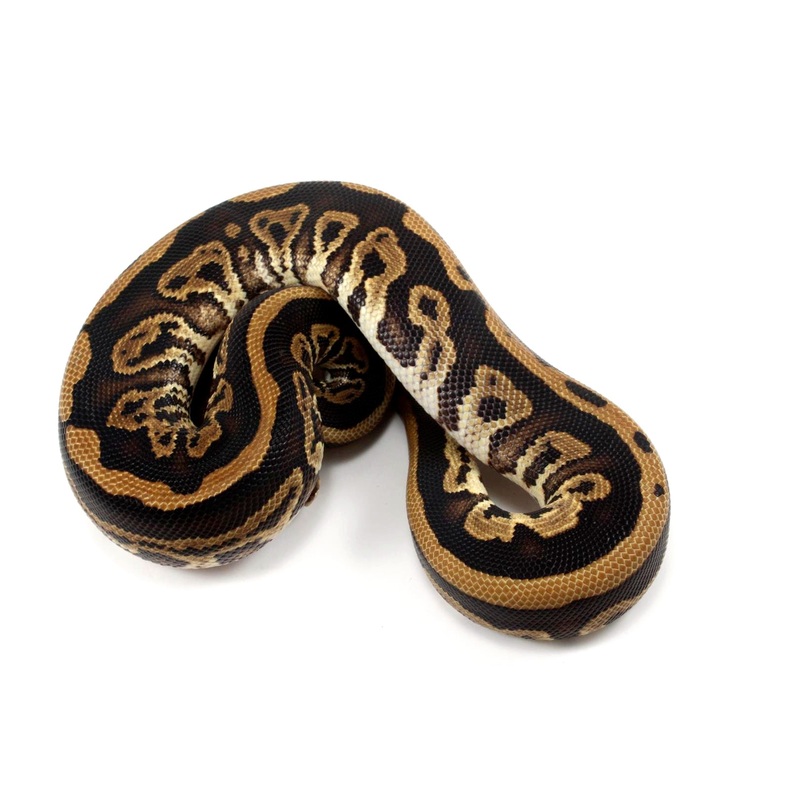Black Pastel Leopard Ball Python