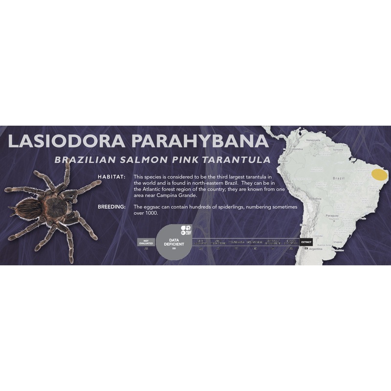 Brazilian Salmon Pink Tarantula (Lasiodora parahybana) – Classic Vivarium Label