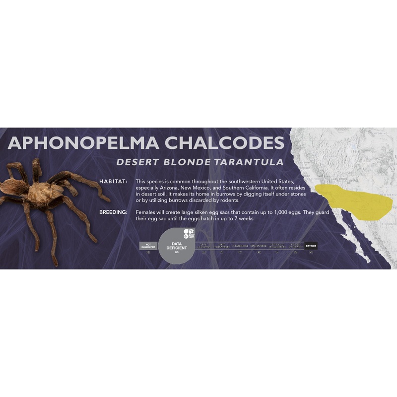 Desert Blonde Tarantula (Aphonopelma chalcodes) – Classic Vivarium Label