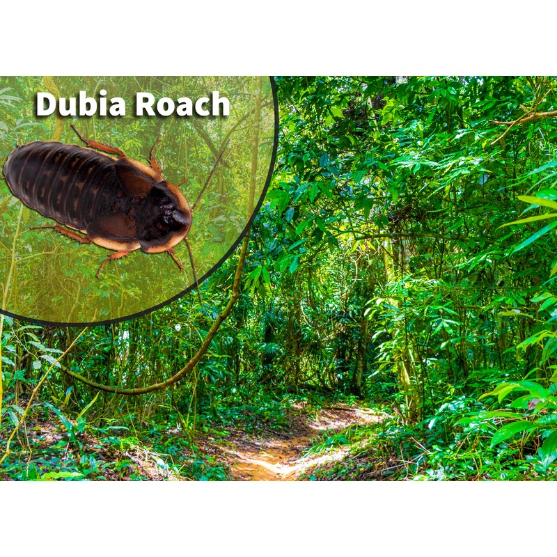 Dubia roach colony bioactive habitat breeding kit